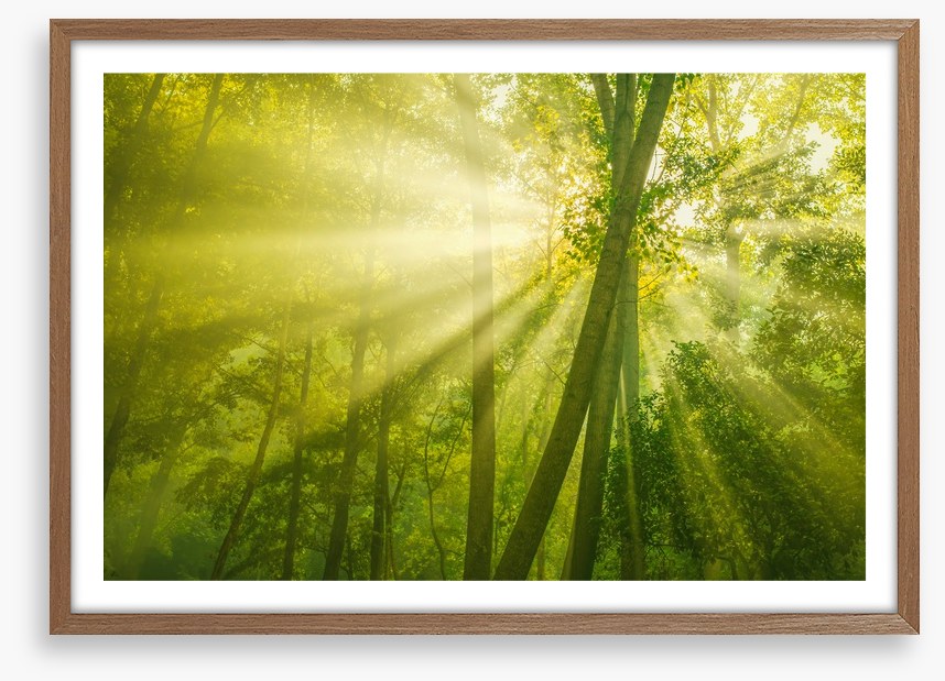 Forests