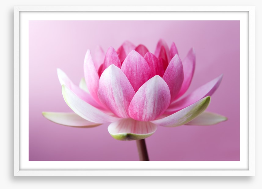Unfurling lotus