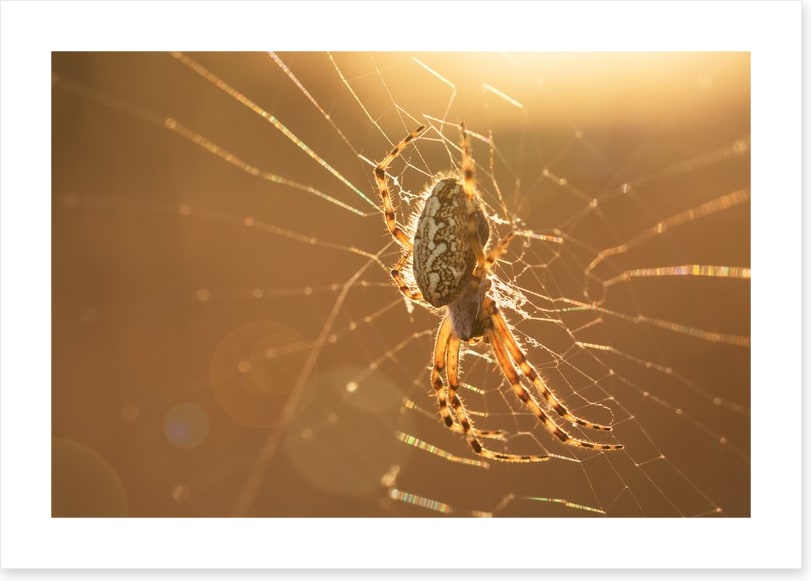 Insects