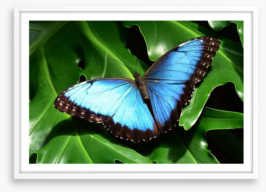 Insects