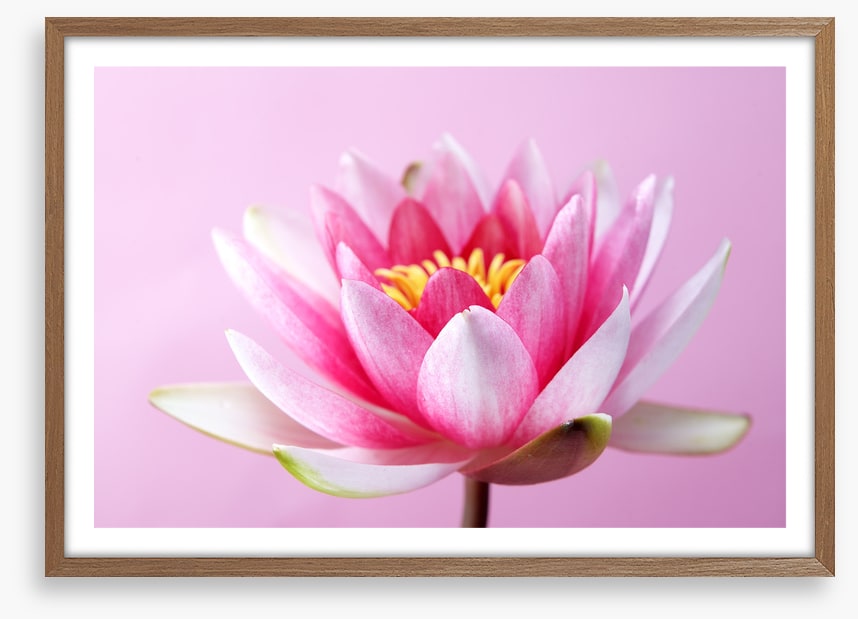 Lotus revealed