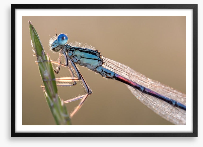 Insects