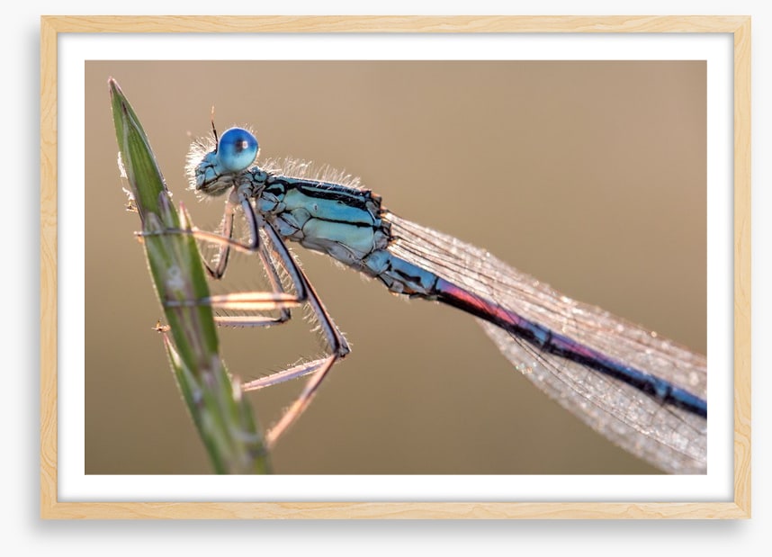 Insects