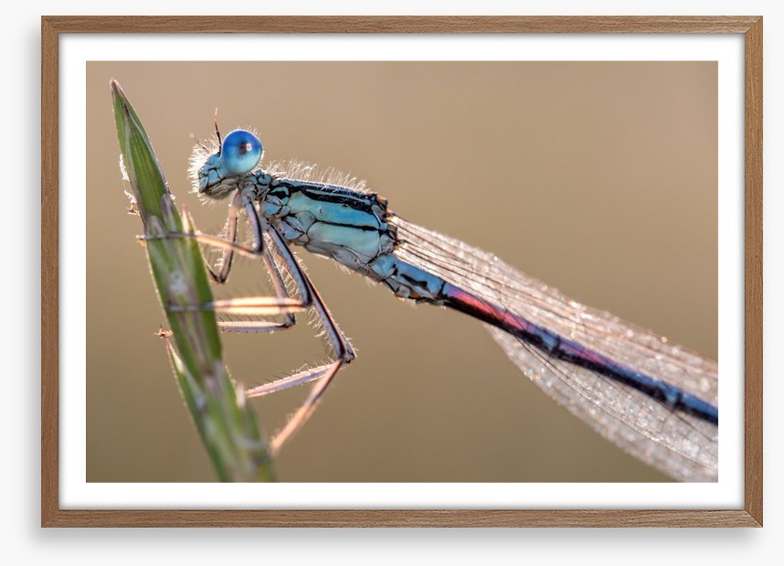Insects