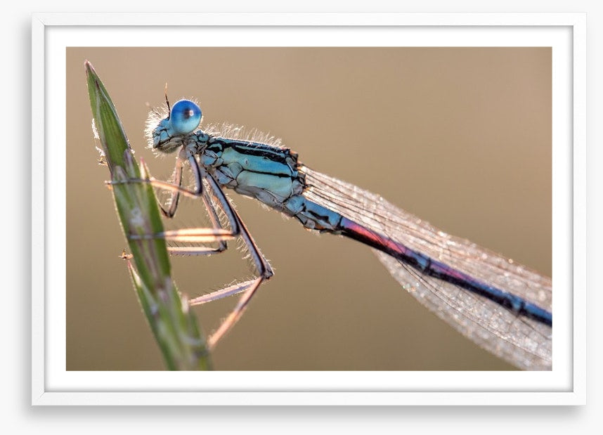 Insects