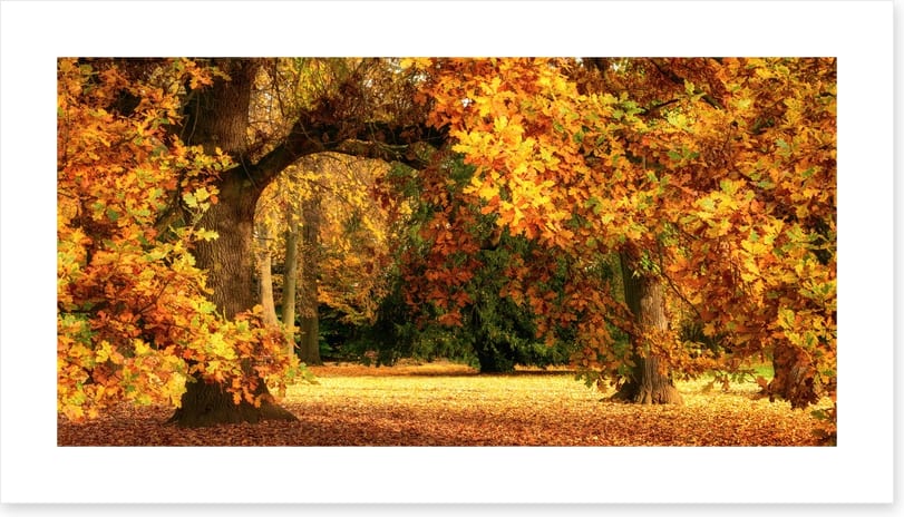 Below the golden bough