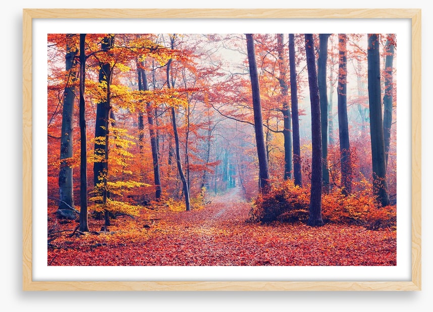 Autumn forest mist