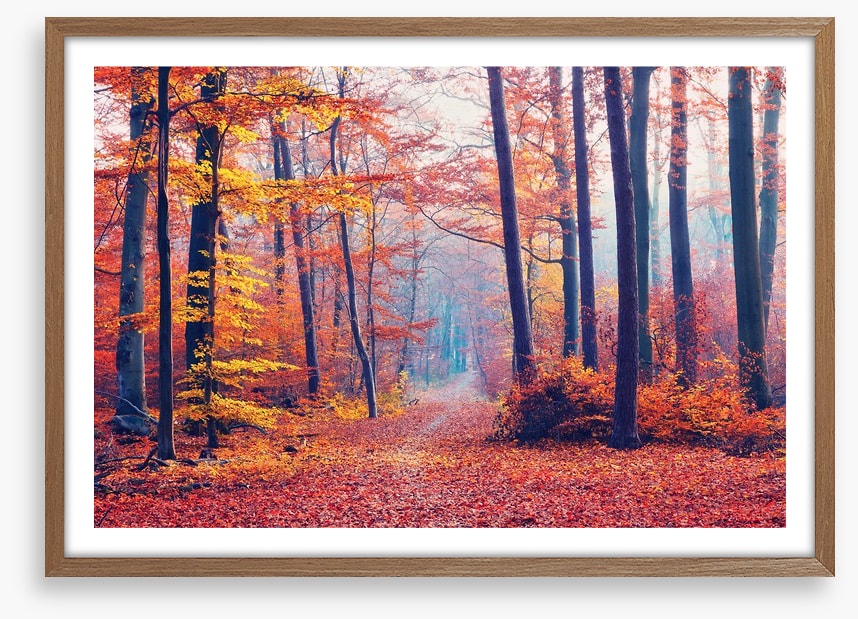 Autumn forest mist