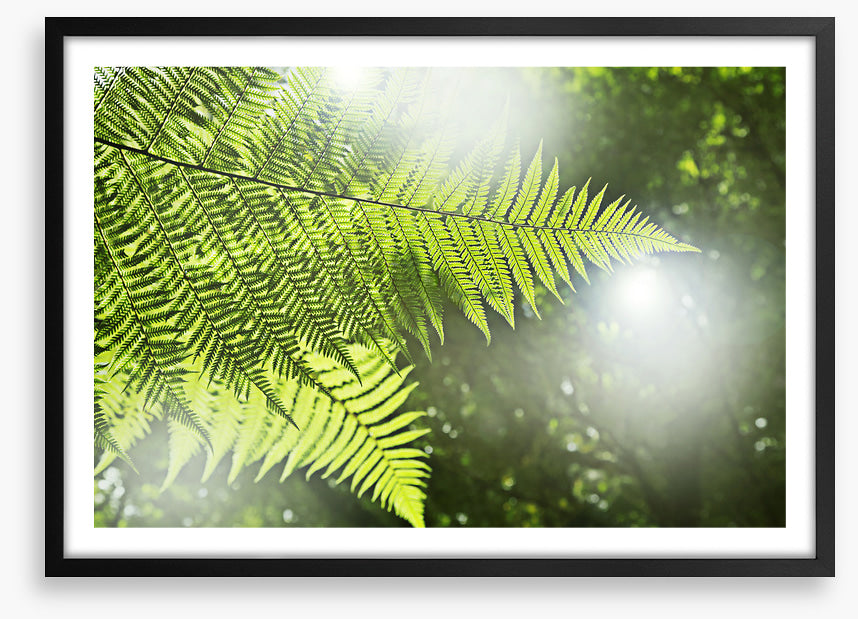 Sunlight fern