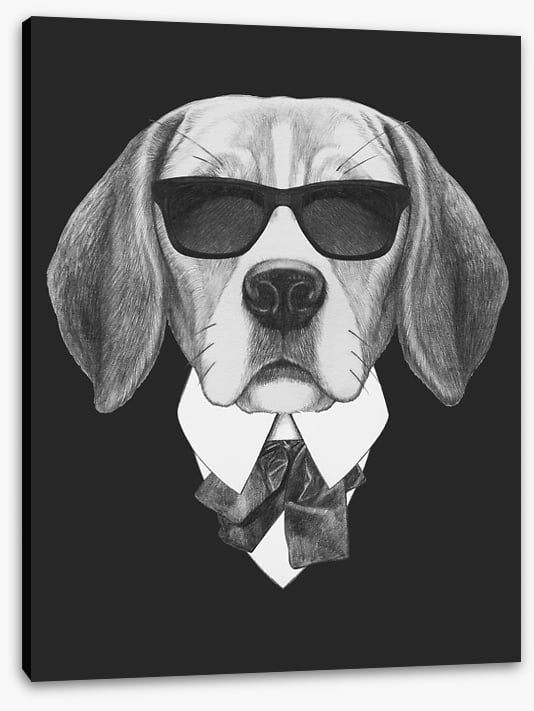 Suave beagle