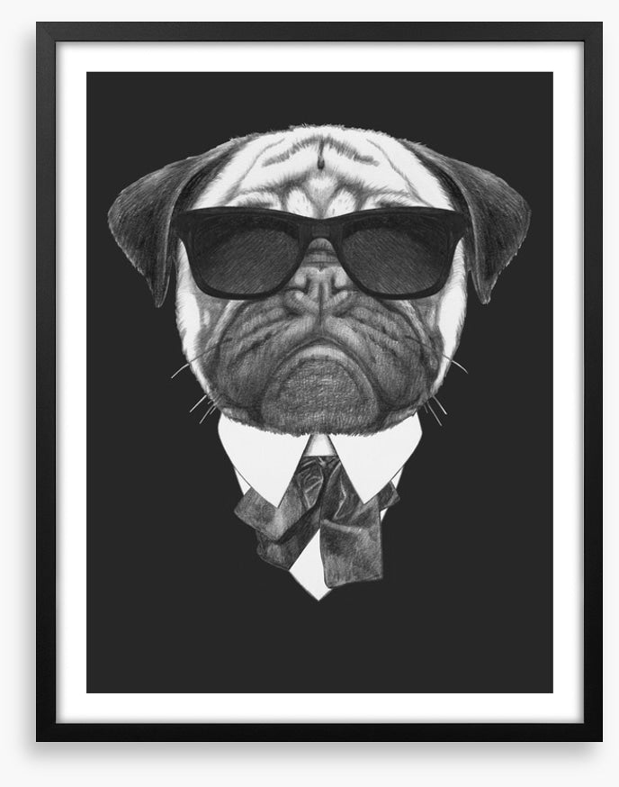 Suave pug