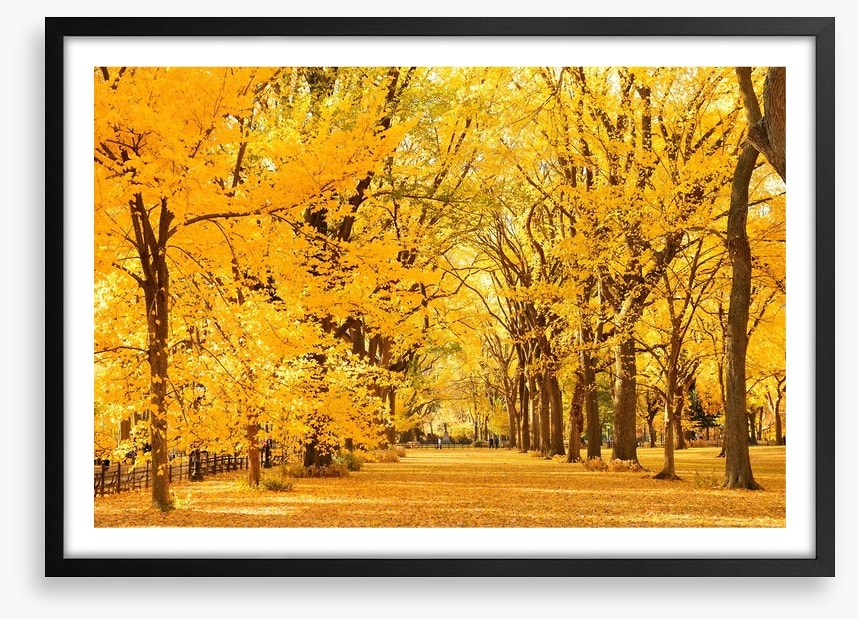 Golden fall in Central Park