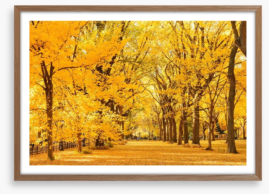 Golden fall in Central Park