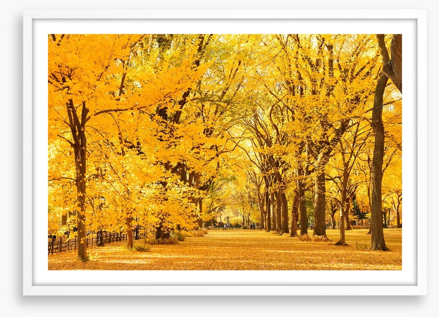 Golden fall in Central Park