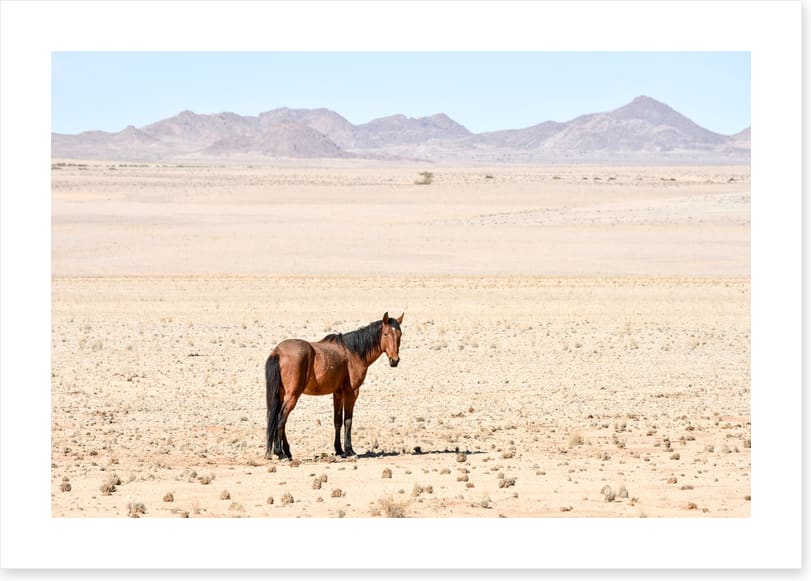 Lost in the desert