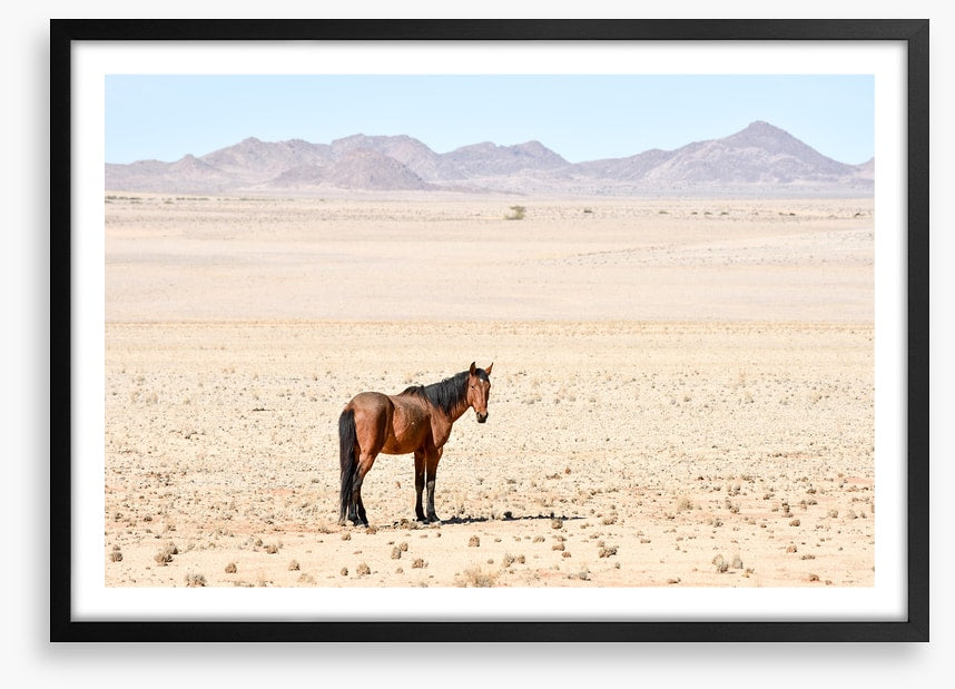 Lost in the desert