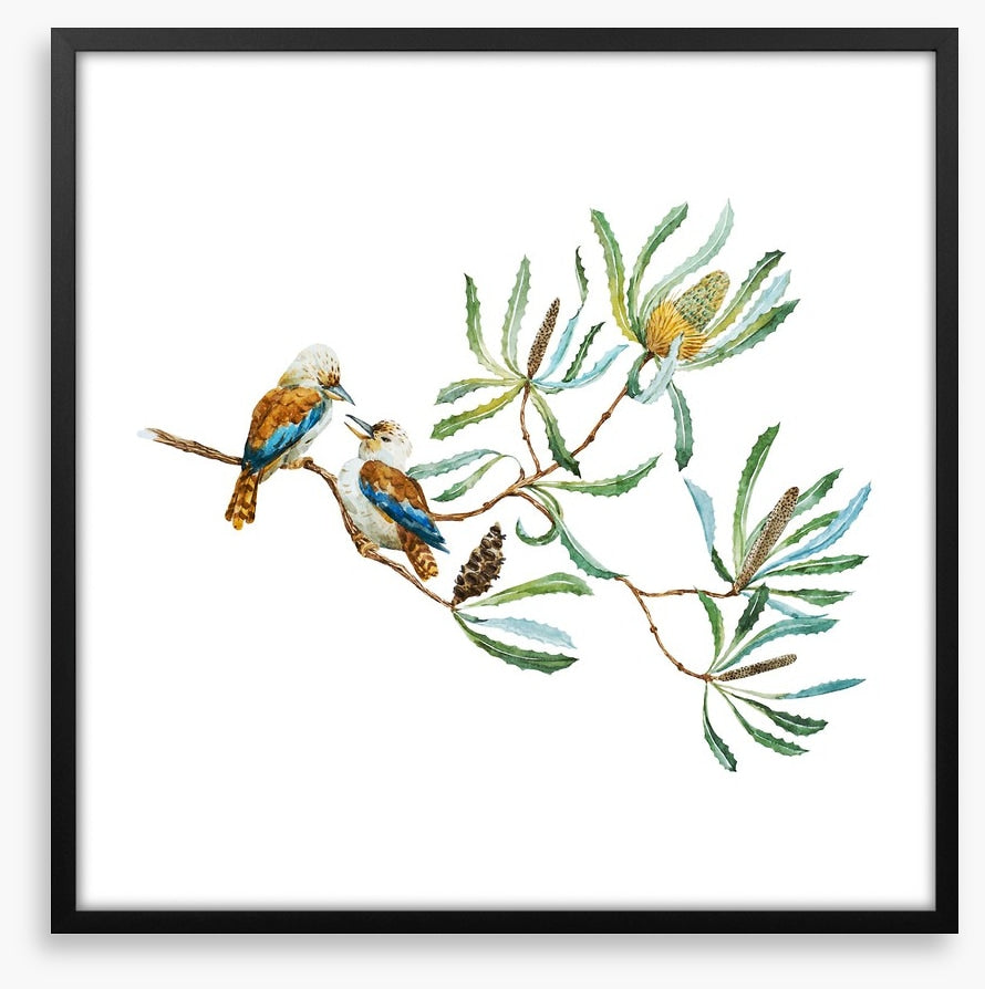 Kookaburra grove