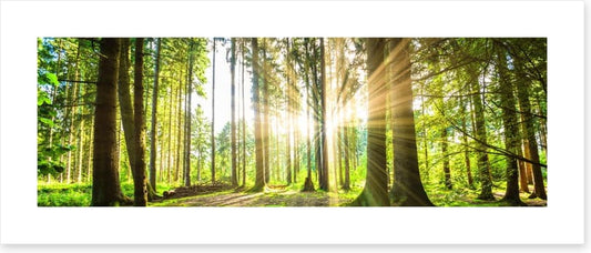 Sunbeam forest panorama