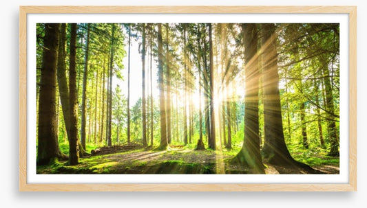 Sunbeam forest panorama