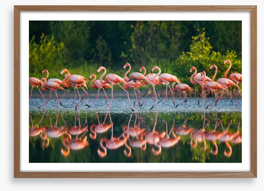 Flamingo run