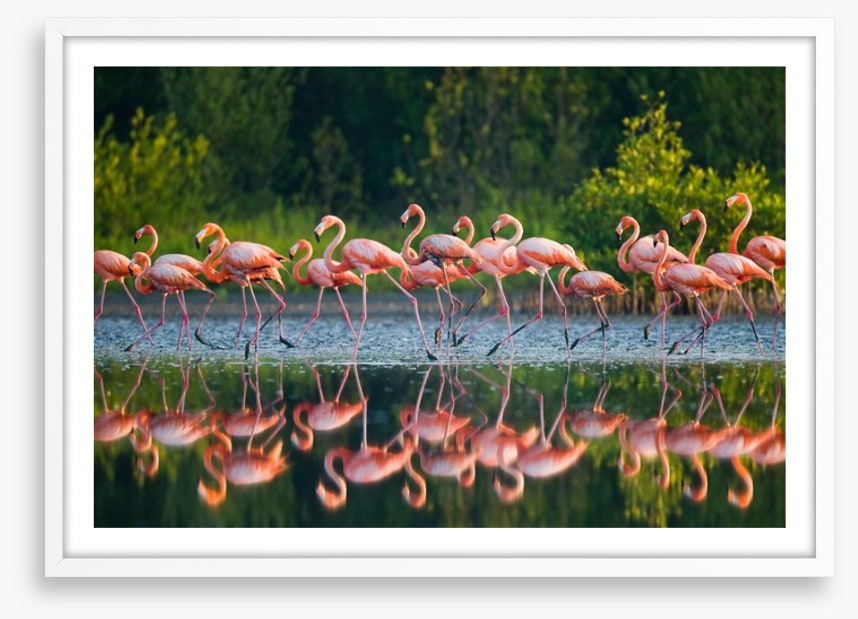 Flamingo run