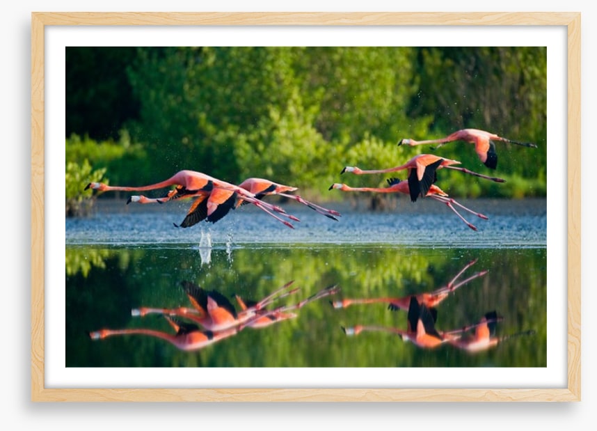 Flamingo fly
