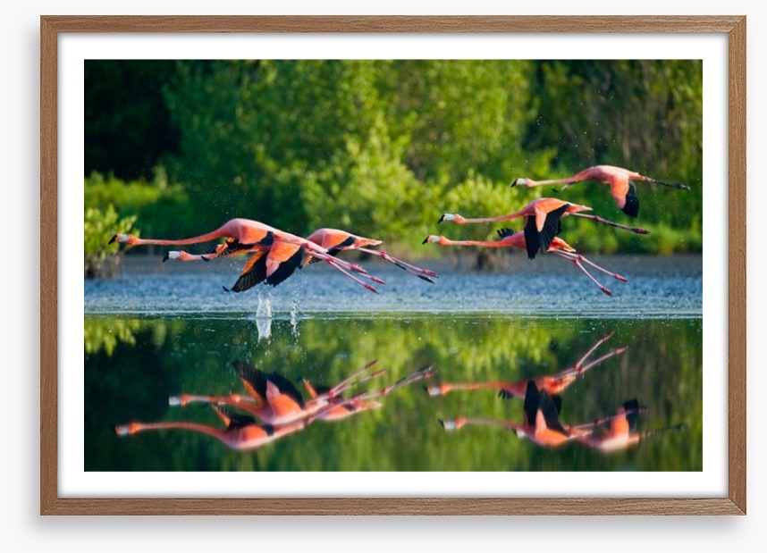 Flamingo fly
