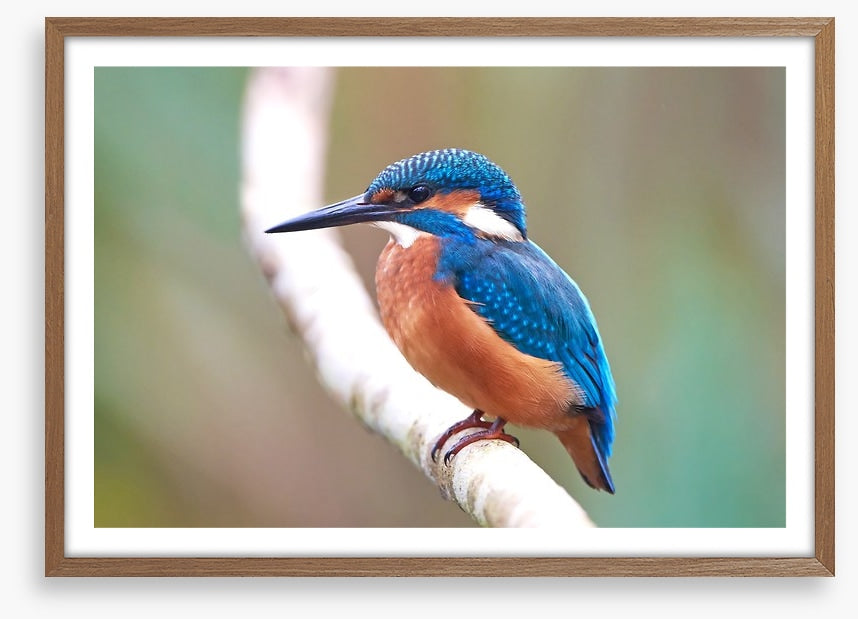 Kingfisher blues