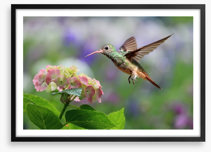 Hummingbird on hydrangea