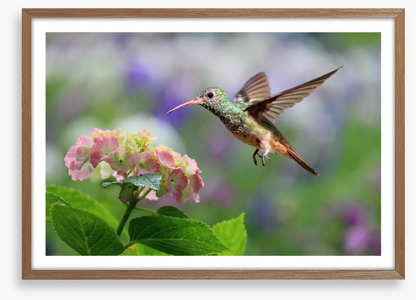 Hummingbird on hydrangea