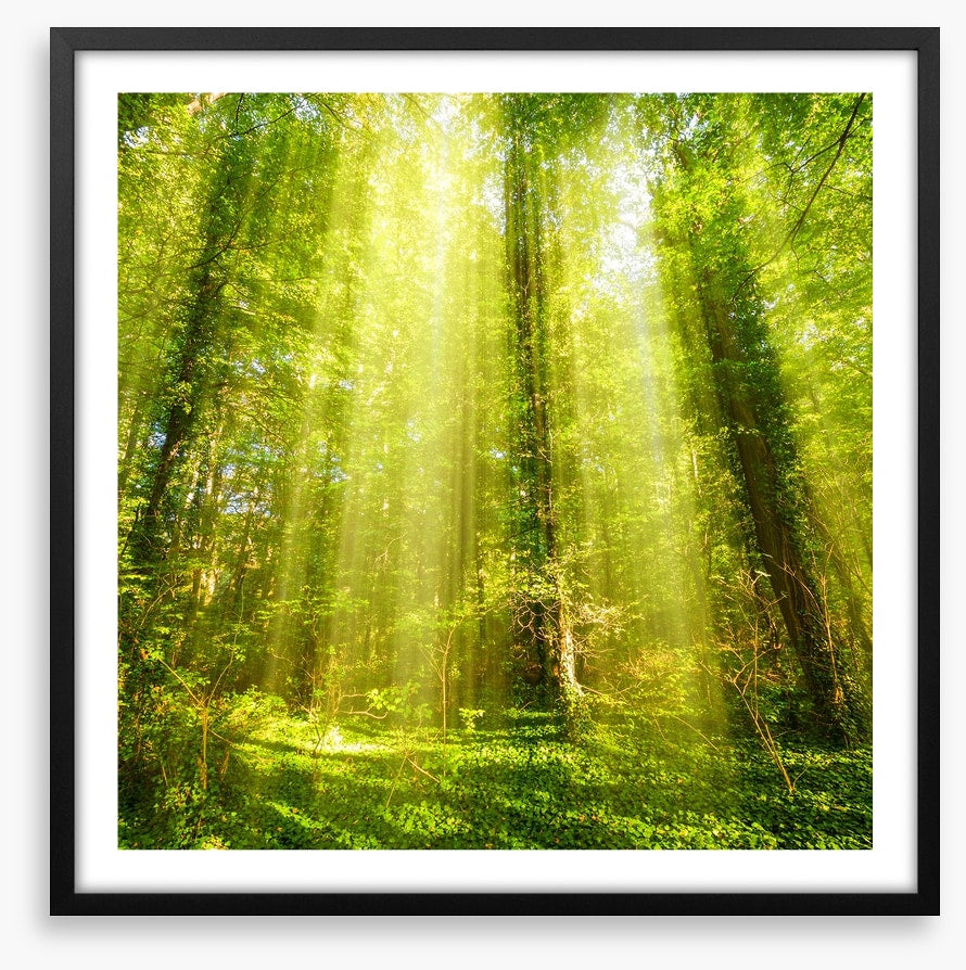 Forests