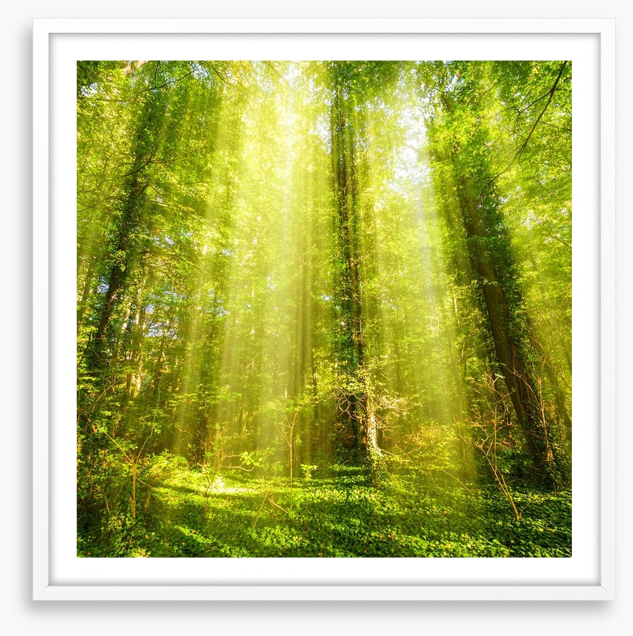 Forests