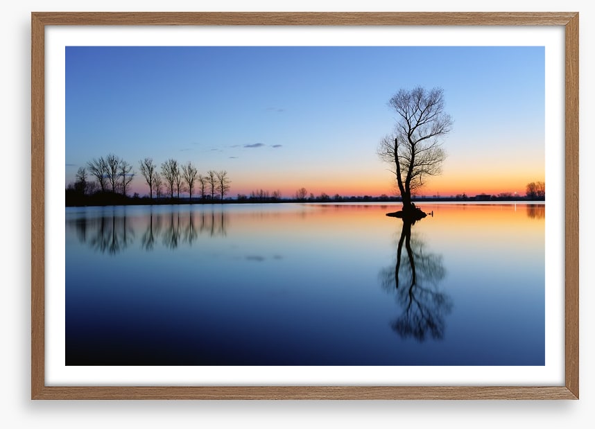 Silhouette tree reflections