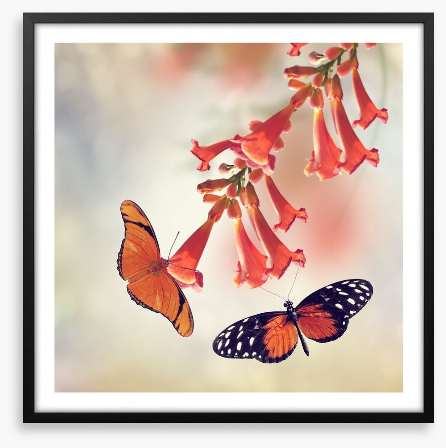 Butterflies