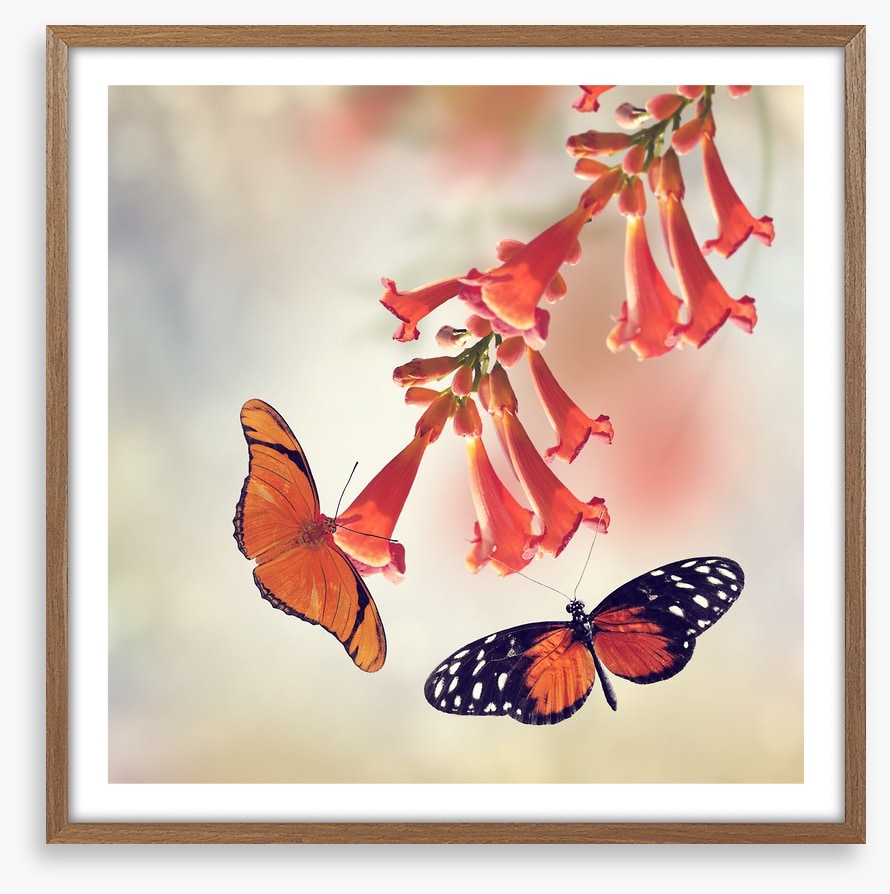 Butterflies