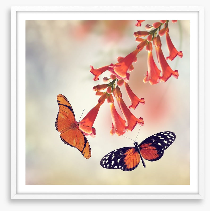 Butterflies