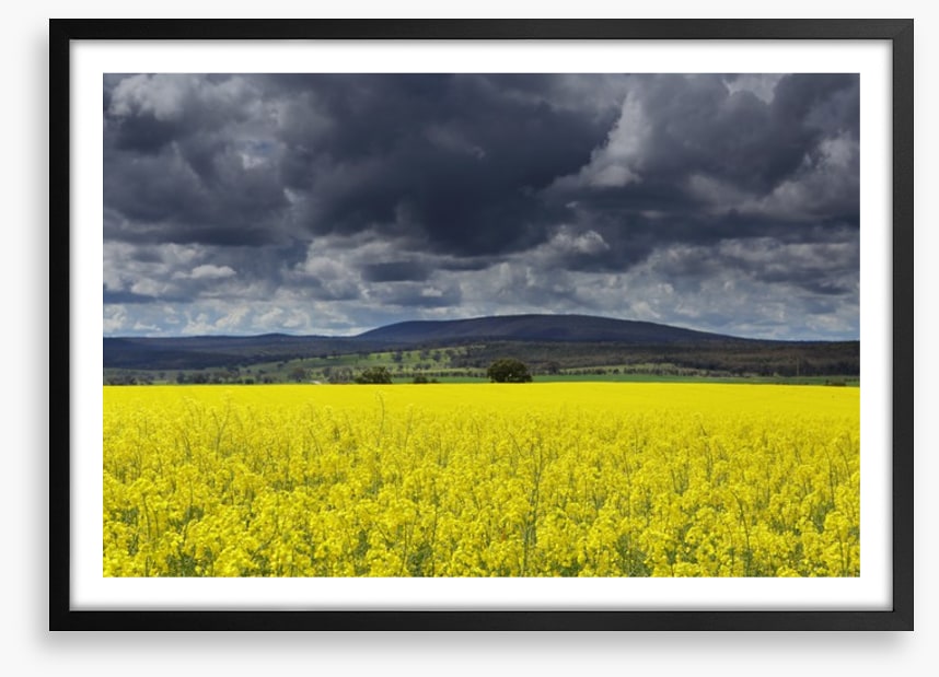 Canola field storm