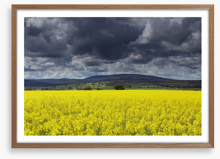 Canola field storm