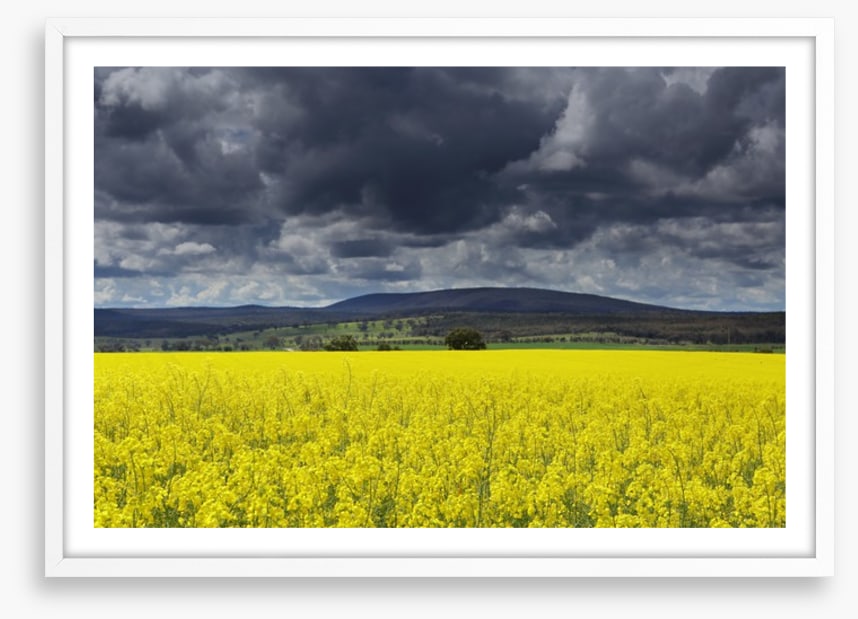 Canola field storm