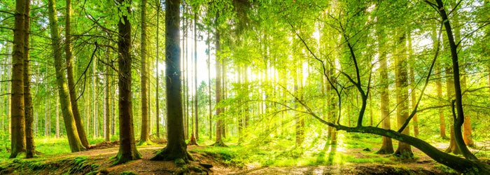 Green beams panorama