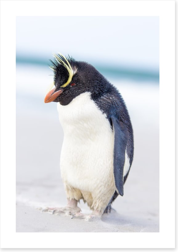 Rockhopper penguin