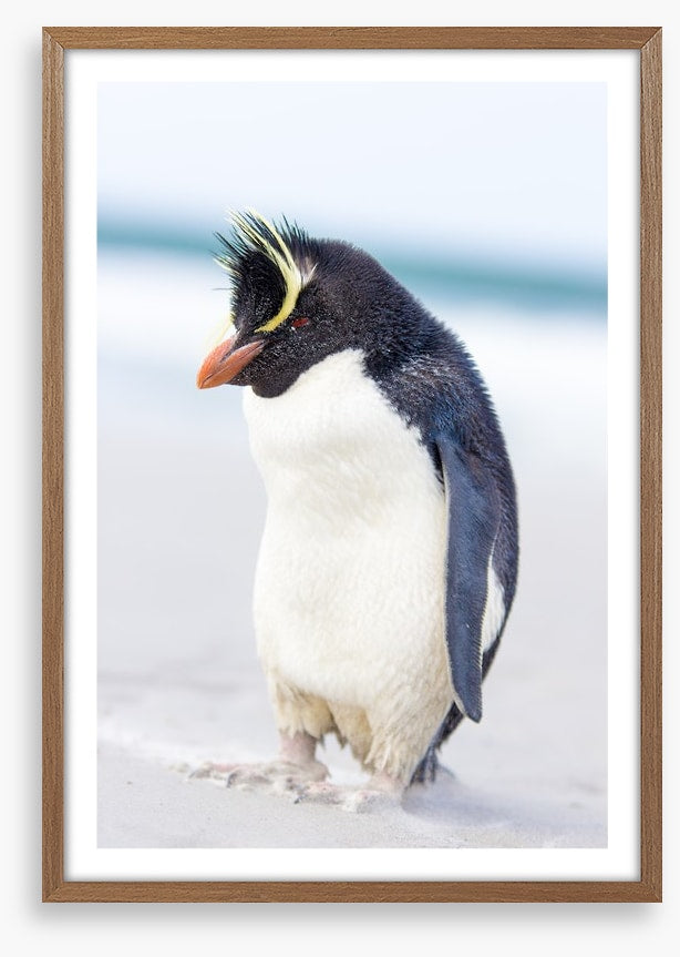 Rockhopper penguin