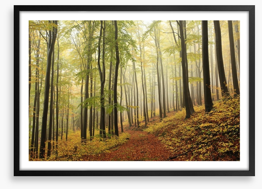 Forests