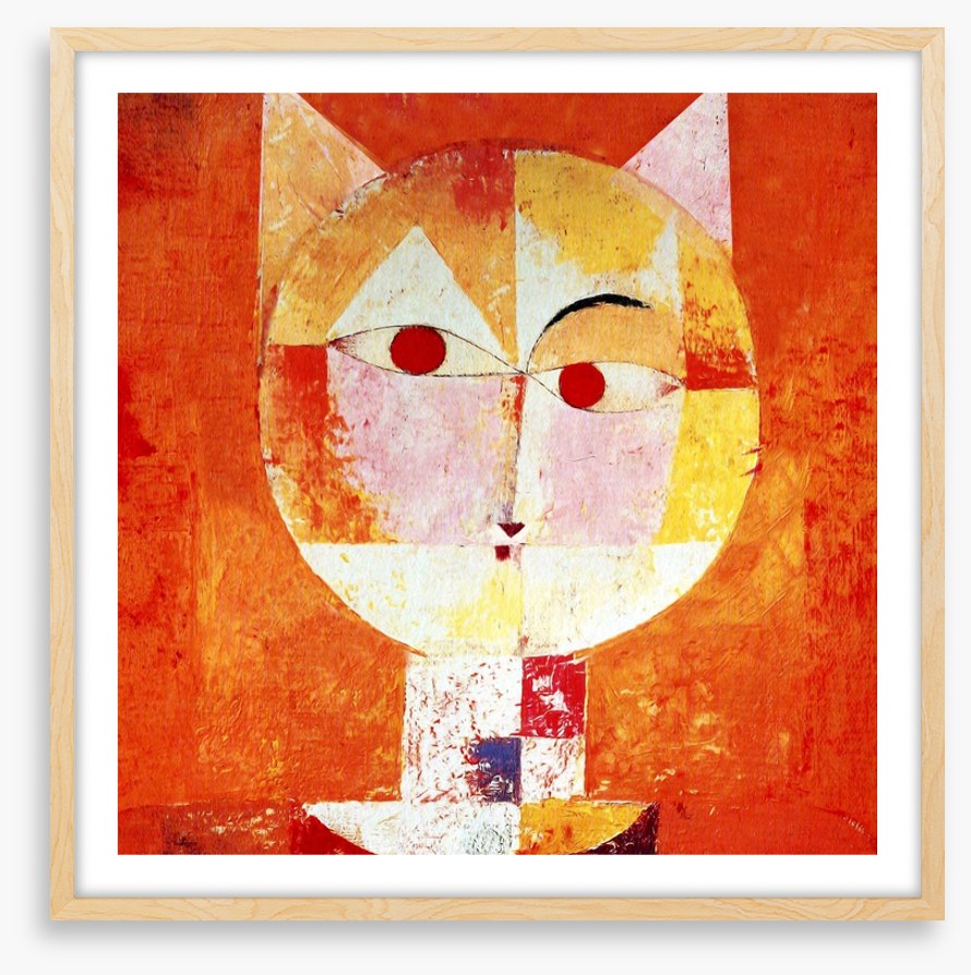 The orange cat