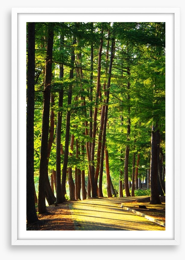 Forests