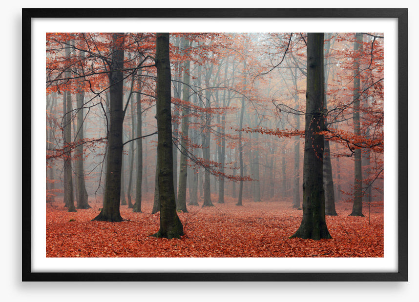 Forests