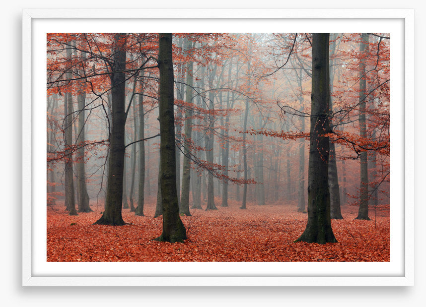 Forests