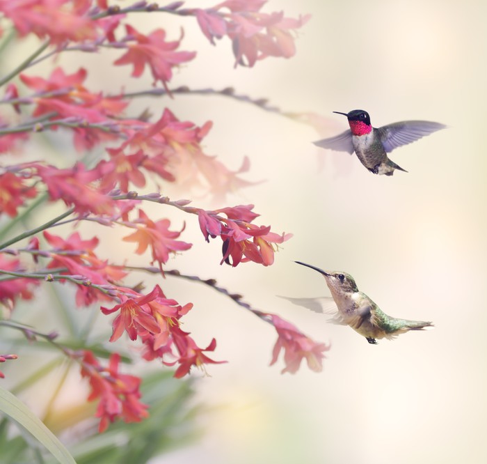 Hummingbirds and wildflowers