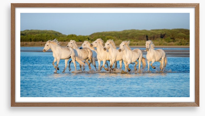Mammals