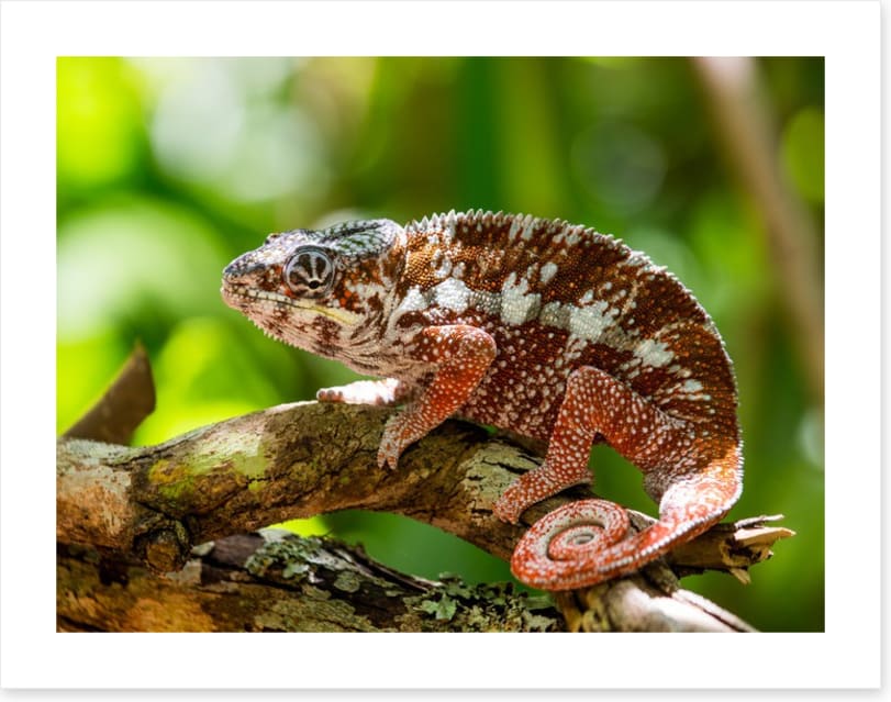 Reptiles / Amphibian